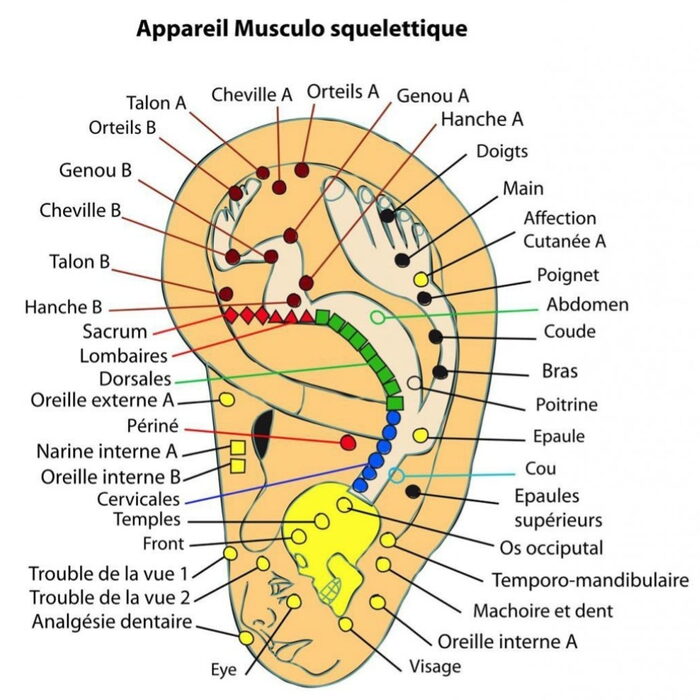 Cartographie des points de l’oreille : appareil musculo-squelettique